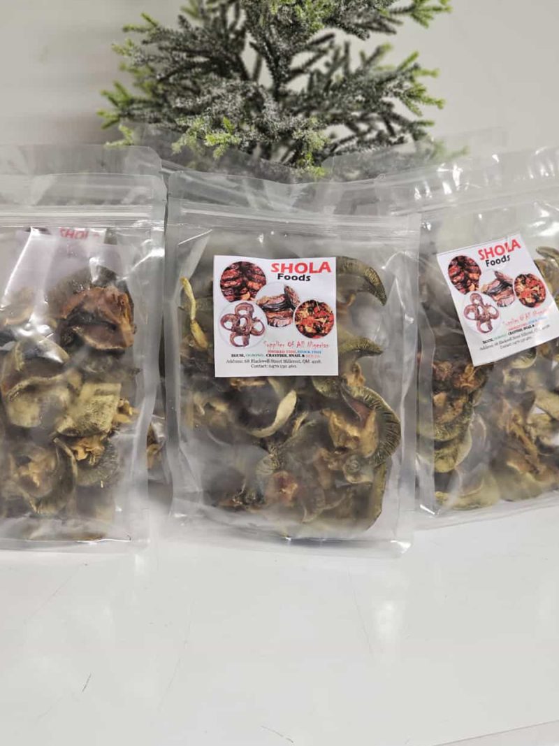 large snails -10pcs