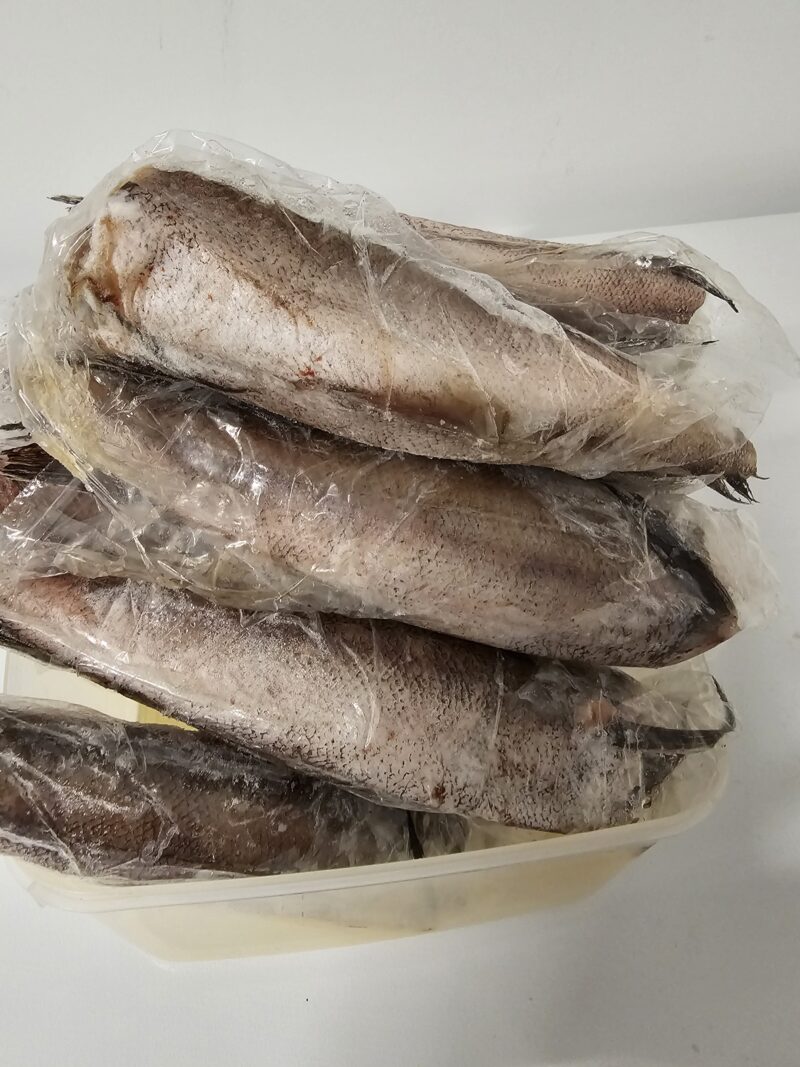 fresh Hake fish